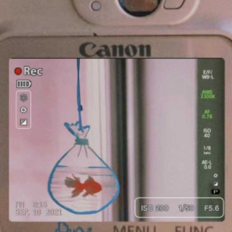 Translucent Goldfish Pendant Ins Acrylic Bag Pendant Goldfish Bag Creative Gift