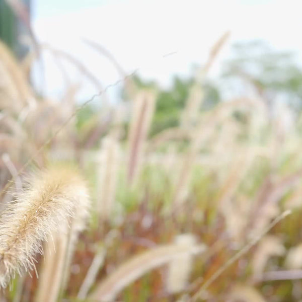 Alpicool Portable Freezer Alpicool 12V Portable Freezer - Low Noise Car Fridge for Camping and Travel Outdoors SUV RV